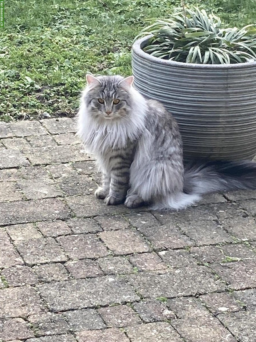 Norwegische Waldkatze sucht Lebensplatz