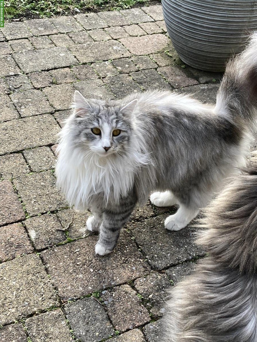 Bild 4: Norwegische Waldkatze sucht Lebensplatz