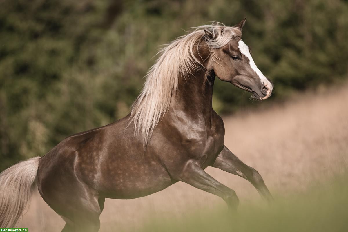 Bild 3: Besondere Araber Stute in Black Silver Dapple