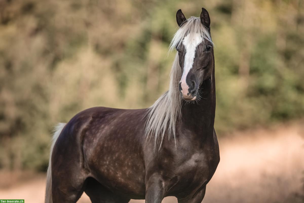 Bild 4: Besondere Araber Stute in Black Silver Dapple