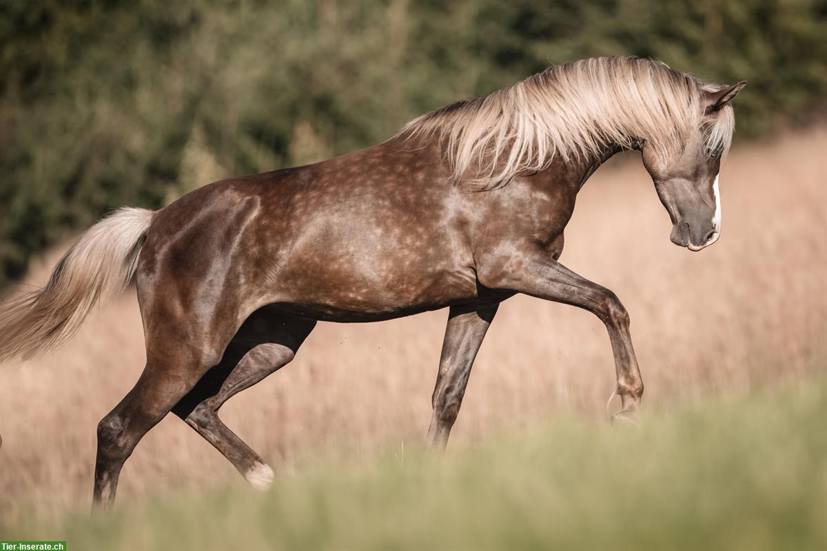 Bild 6: Besondere Araber Stute in Black Silver Dapple