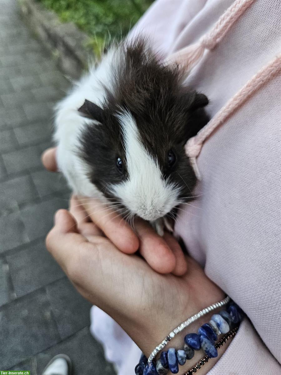 Junggesellen Meerschweinchen zu verkaufen