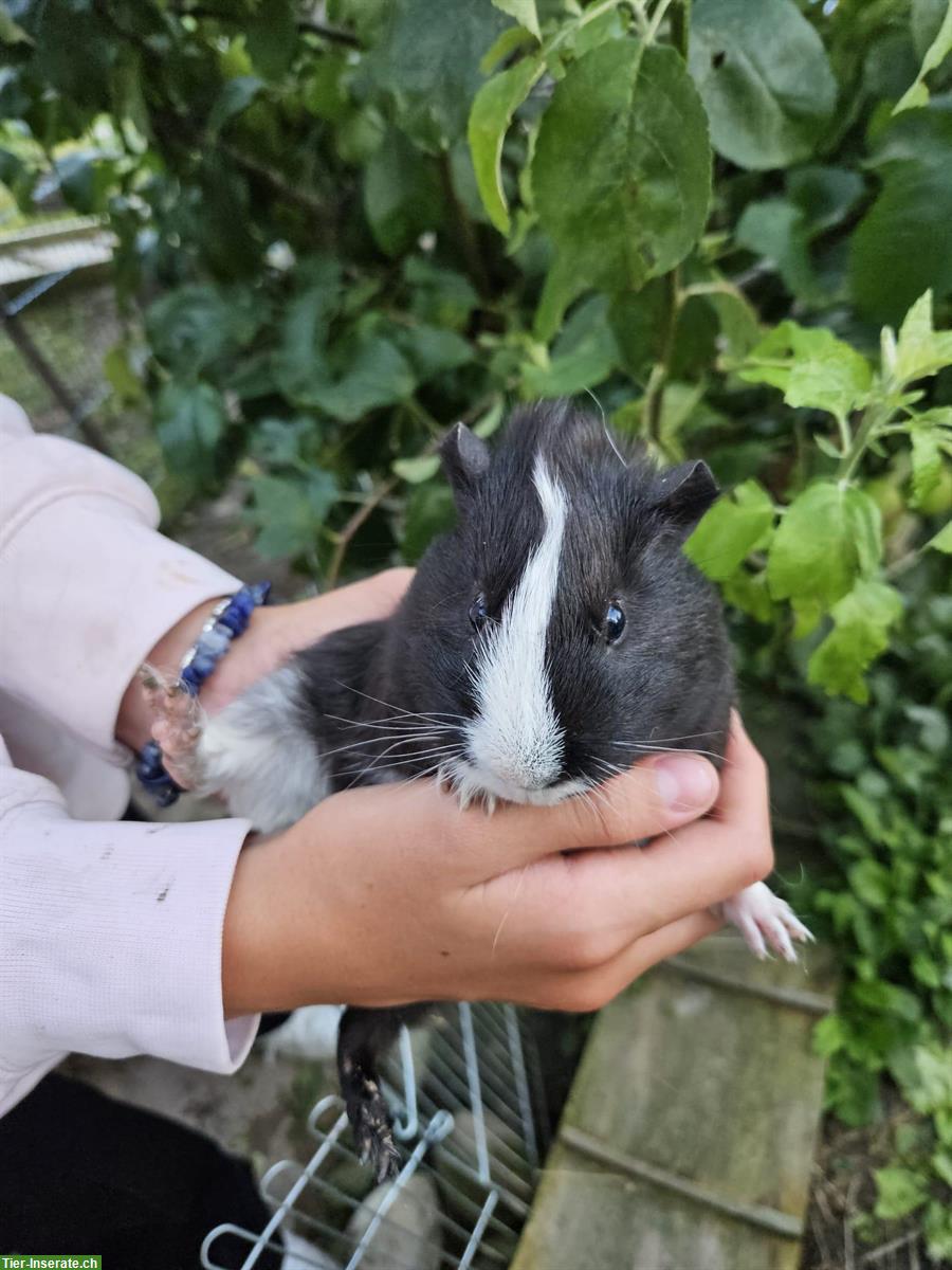 Bild 2: Junggesellen Meerschweinchen zu verkaufen