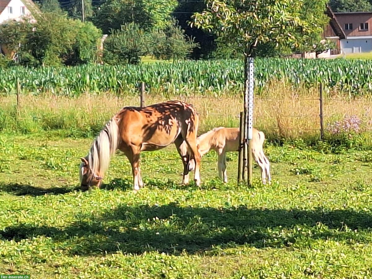 Reitbeteiligung auf Edelblut Haflinger im Kanton Luzern