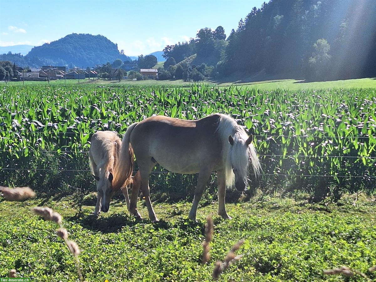 Bild 2: Reitbeteiligung auf Edelblut Haflinger im Kanton Luzern