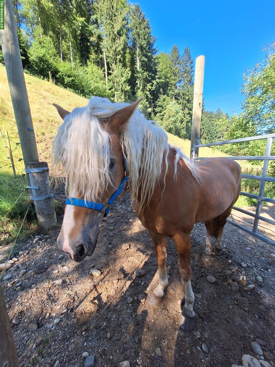 Bild 3: Reitbeteiligung auf Edelblut Haflinger im Kanton Luzern