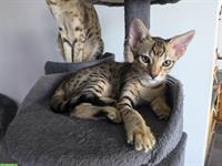 F5 Savannah Katze, weiblich, 14 Monate alt