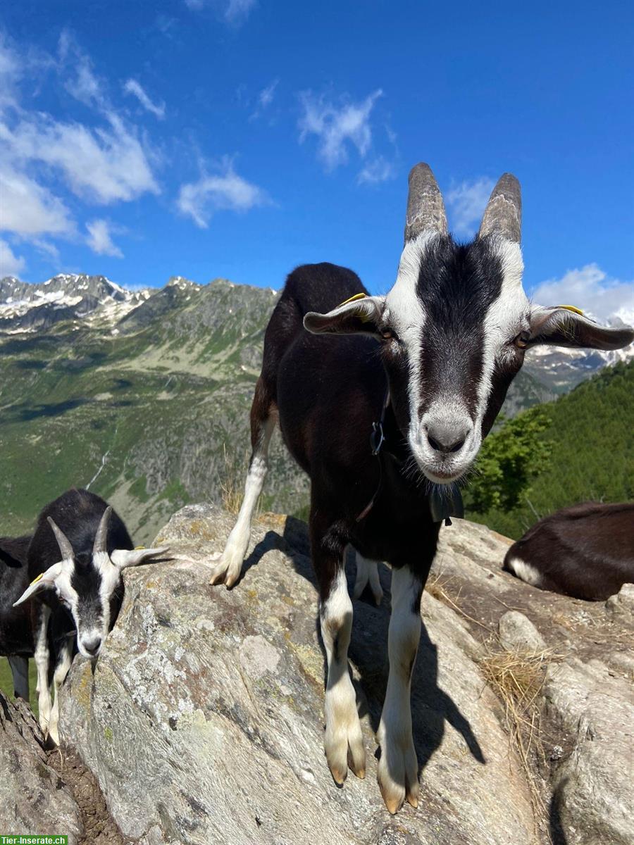 Bündner Strahlenziegen Bock zu verkaufen