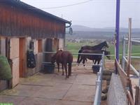 Pferde Plätze frei in Stallgemeinschaft Mühlau Aargau