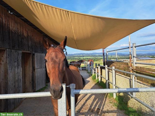 Bild 2: Pferde Plätze frei in Stallgemeinschaft Mühlau Aargau