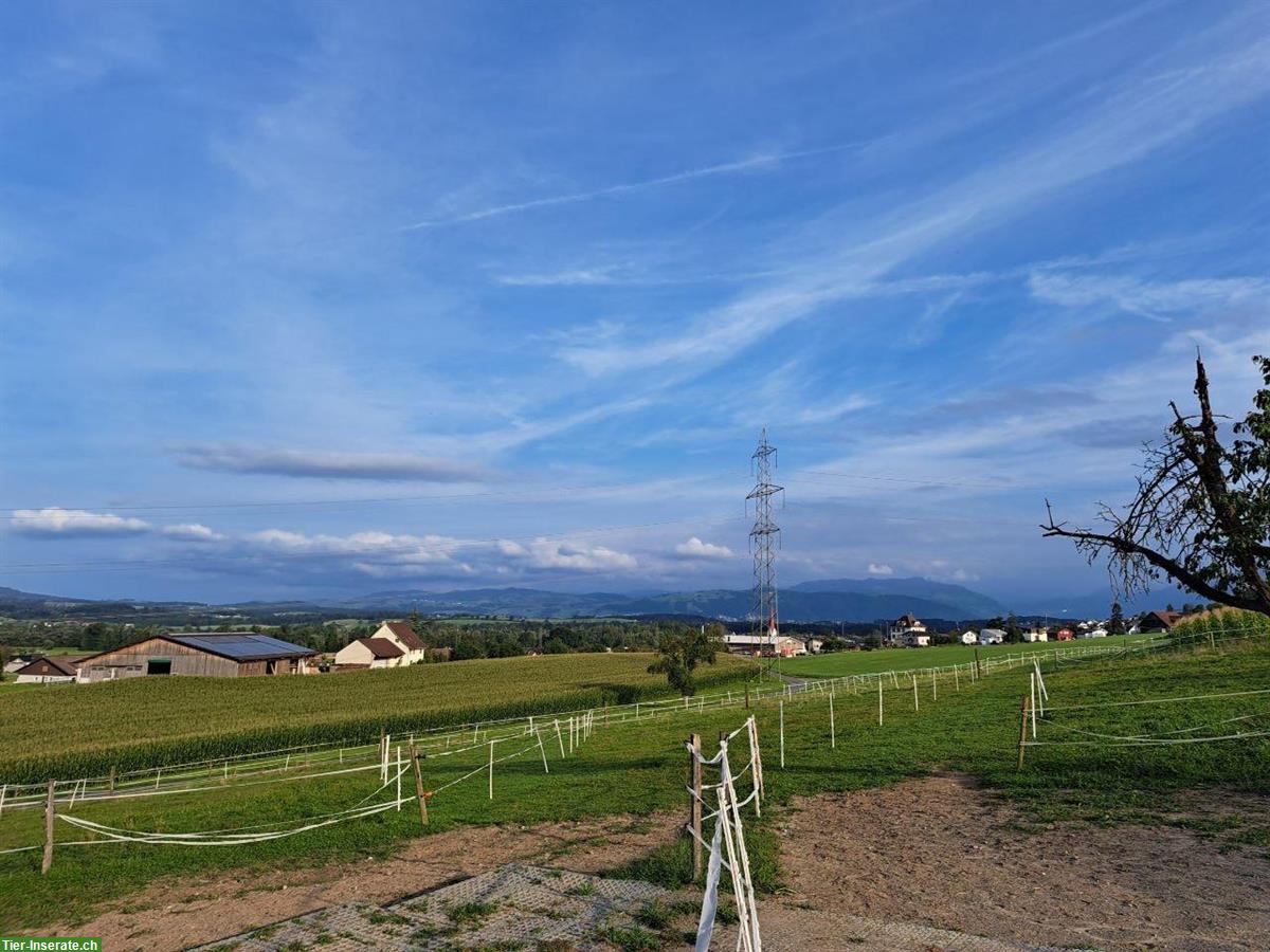 Bild 9: Pferde Plätze frei in Stallgemeinschaft Mühlau Aargau