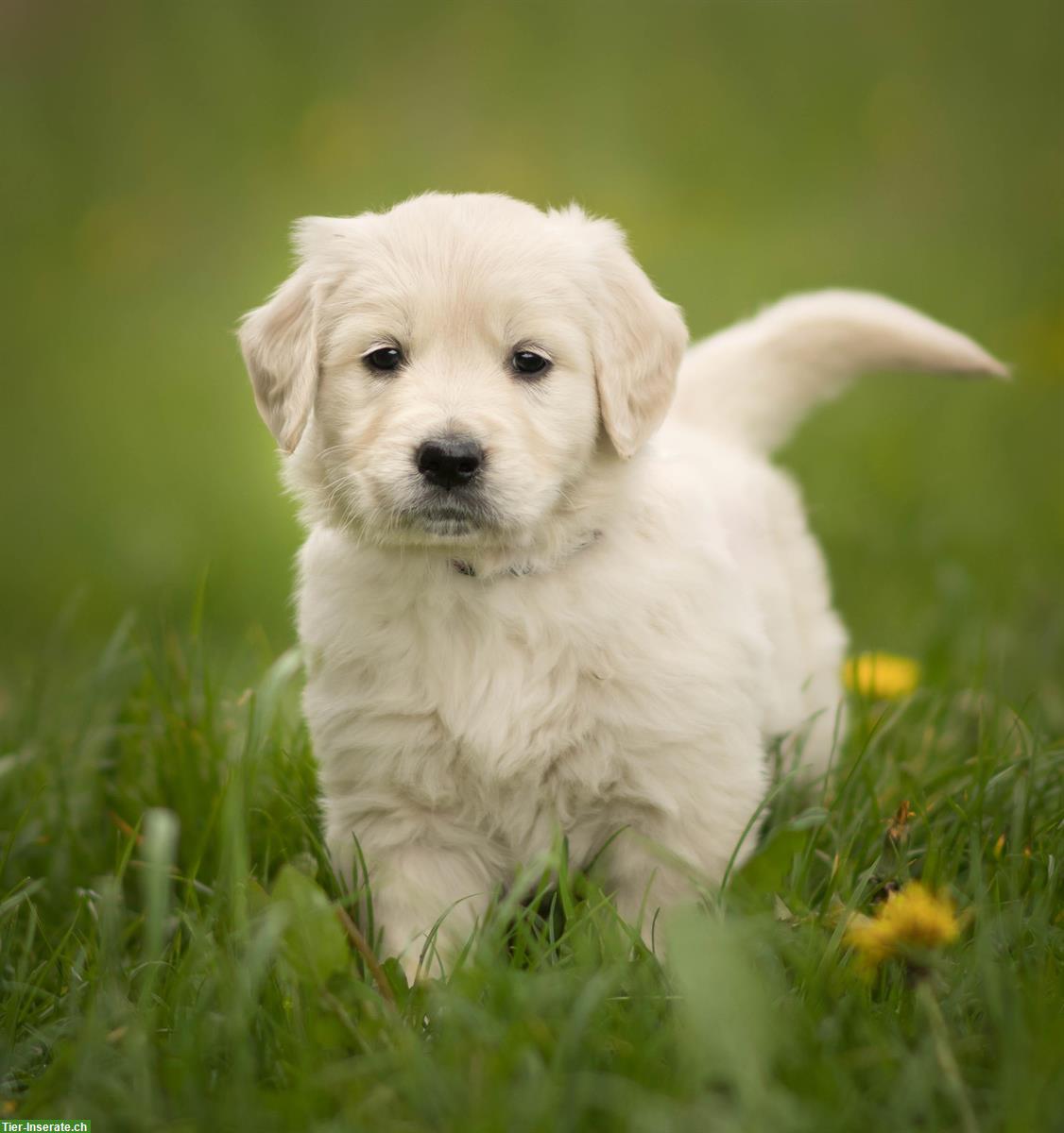 Golden Retriever Welpen, männlich zu verkaufen