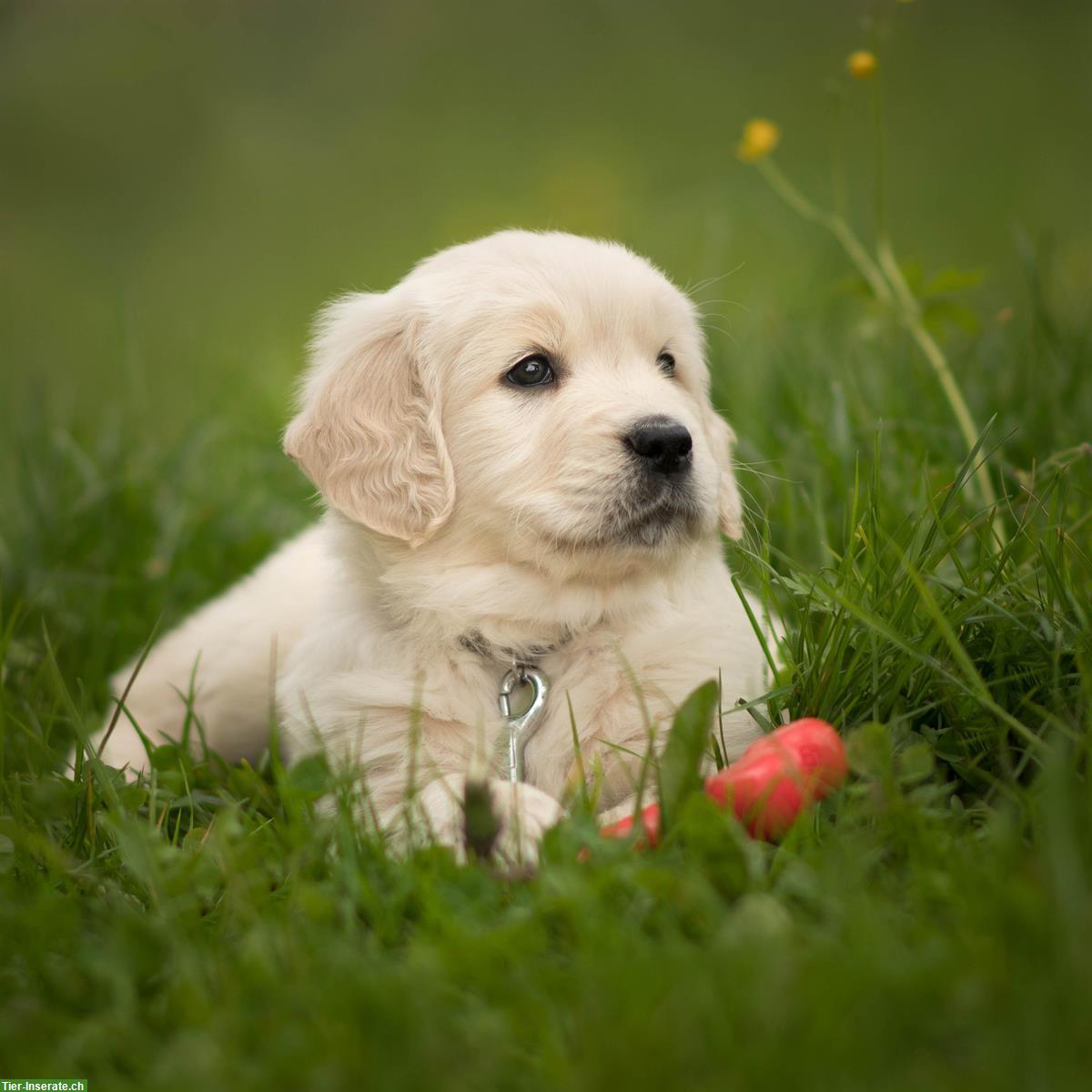 Bild 2: Golden Retriever Welpen, männlich zu verkaufen