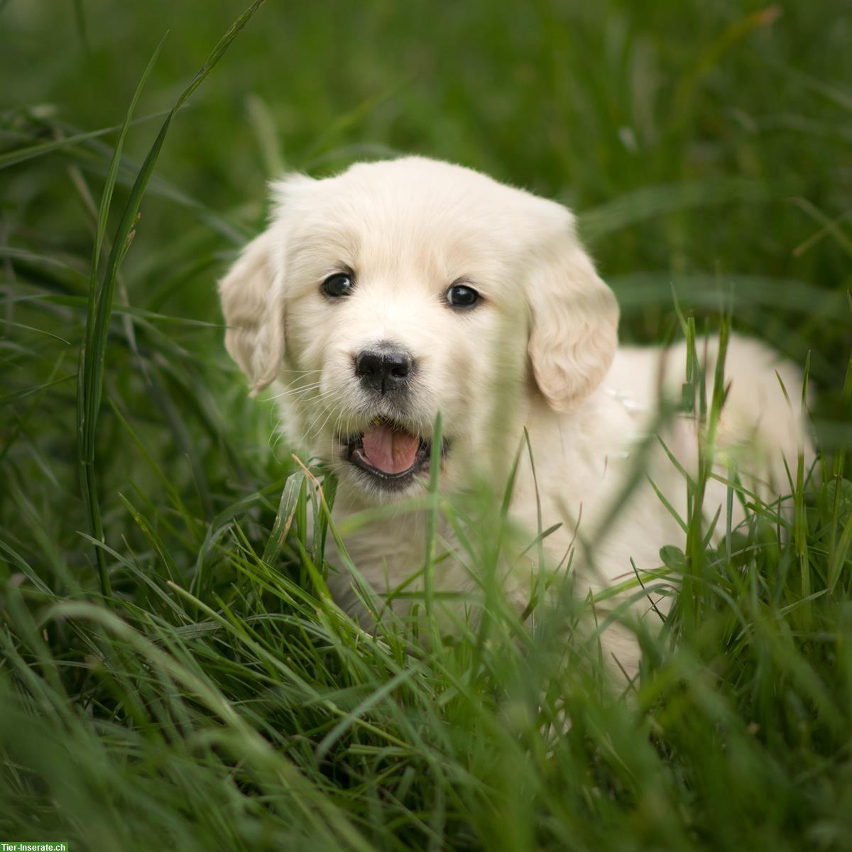 Bild 3: Golden Retriever Welpen, männlich zu verkaufen