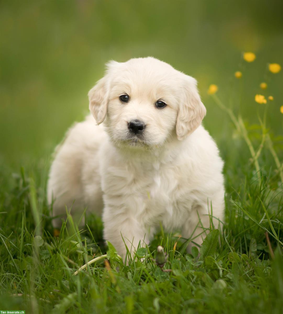 Bild 4: Golden Retriever Welpen, männlich zu verkaufen