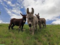 Pensionstiere gesucht, bieten Betreuung für Esel, Muli, Pferde