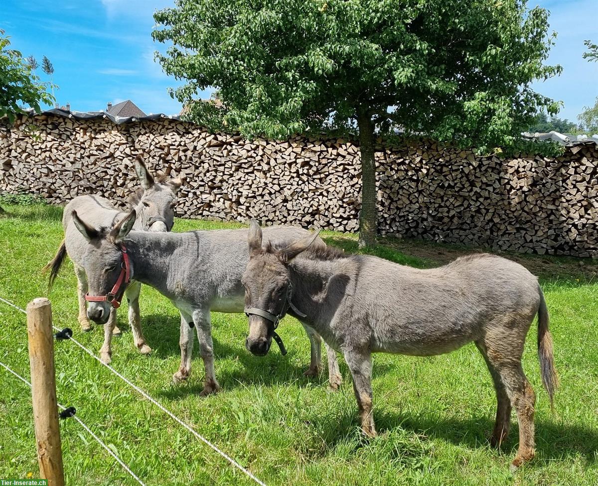 Zwergesel Gruppe sucht ein neues Zuhause