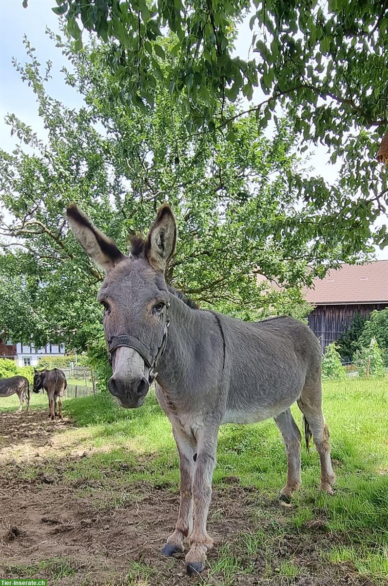 Bild 2: Zwergesel Gruppe sucht ein neues Zuhause