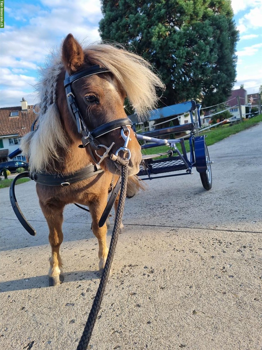 Vielseitige Mini Shetty Stute zu verkaufen