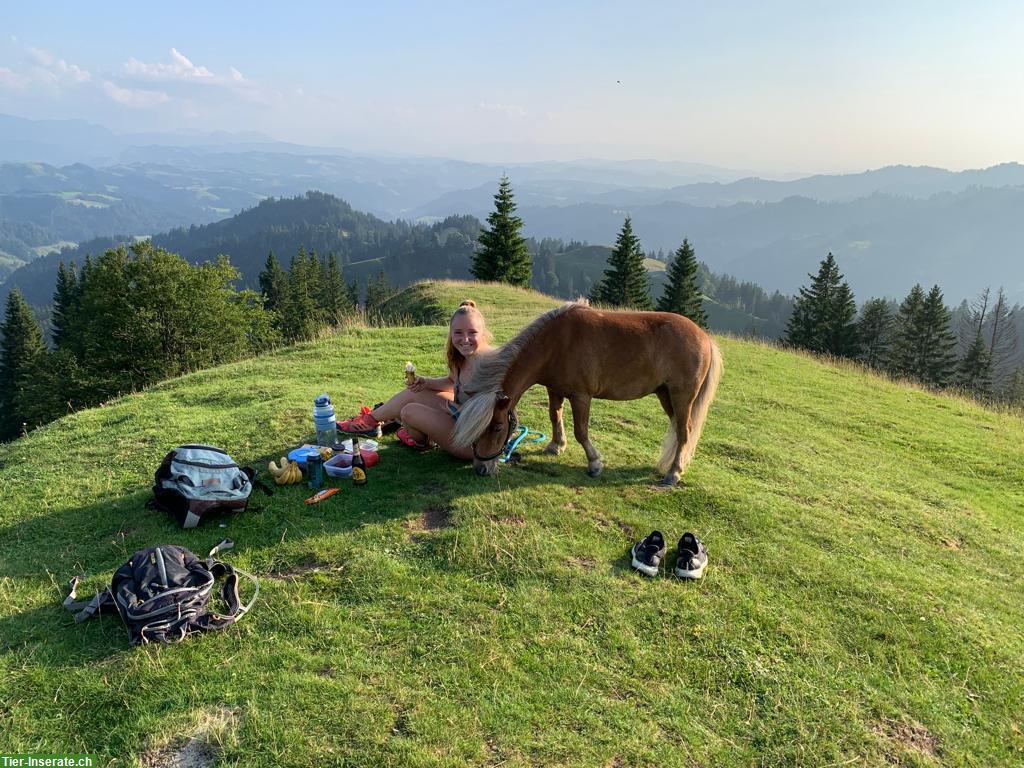 Bild 2: Vielseitige Mini Shetty Stute zu verkaufen