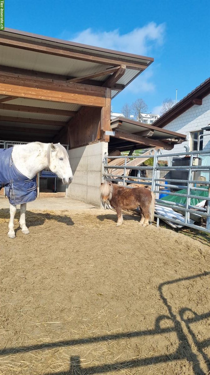 Bild 4: Vielseitige Mini Shetty Stute zu verkaufen