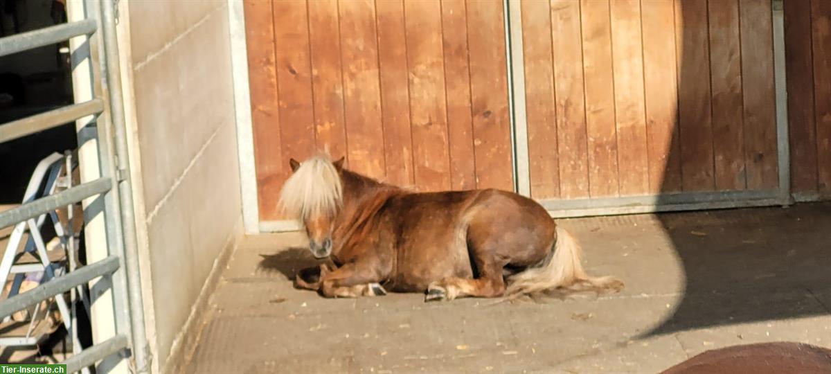 Bild 5: Vielseitige Mini Shetty Stute zu verkaufen