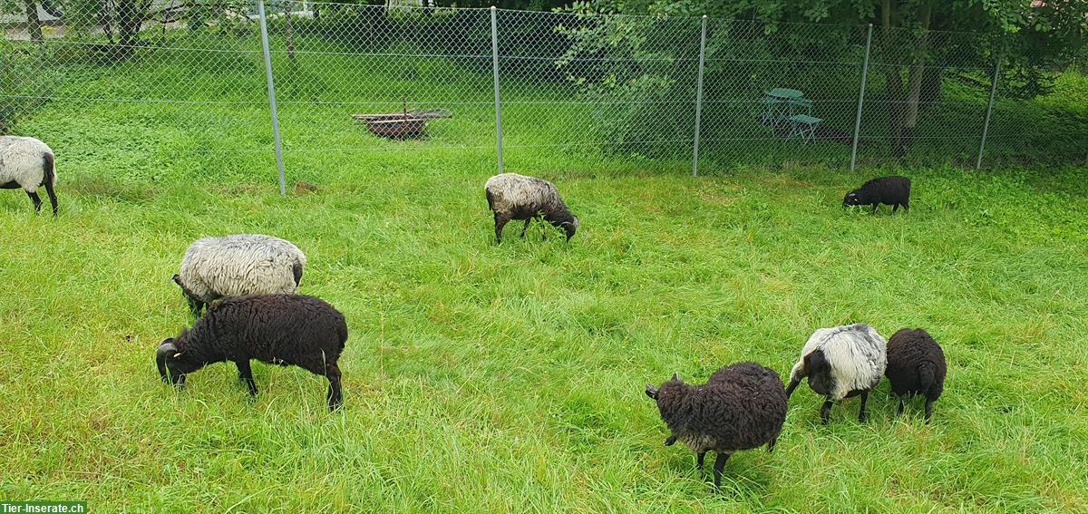 Graue Heidschnucken Jungtiere, gehörnt