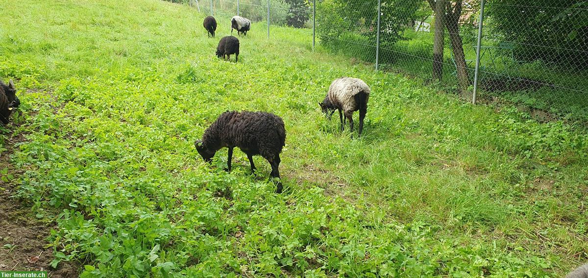 Bild 4: Graue Heidschnucken Jungtiere, gehörnt