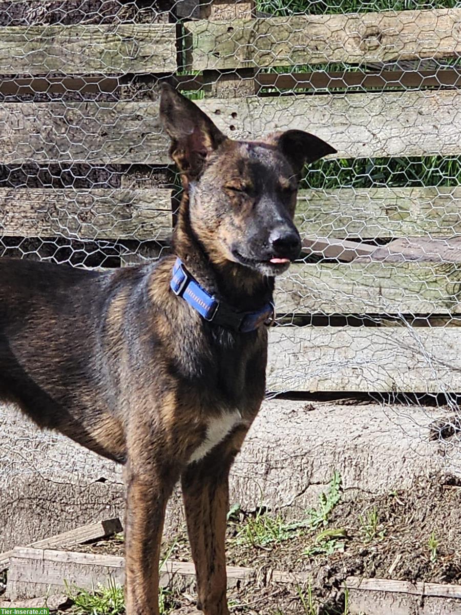 Bild 3: Biete Deckrüde an, Malinois × Appenzeller