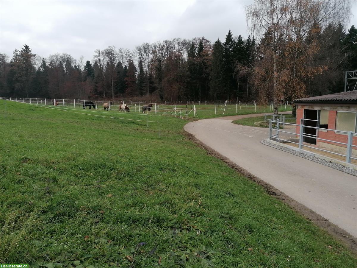 Bild 3: Isländer Gruppenstall im Aargau