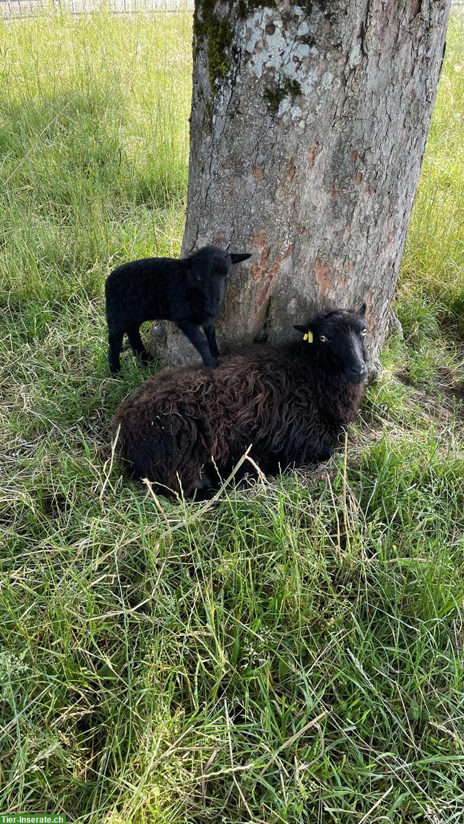 Ouessant Schafe zu verkaufen