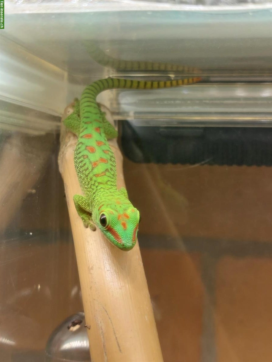 Junge Phelsuma grandis, Grosser Madagaskar-Taggecko