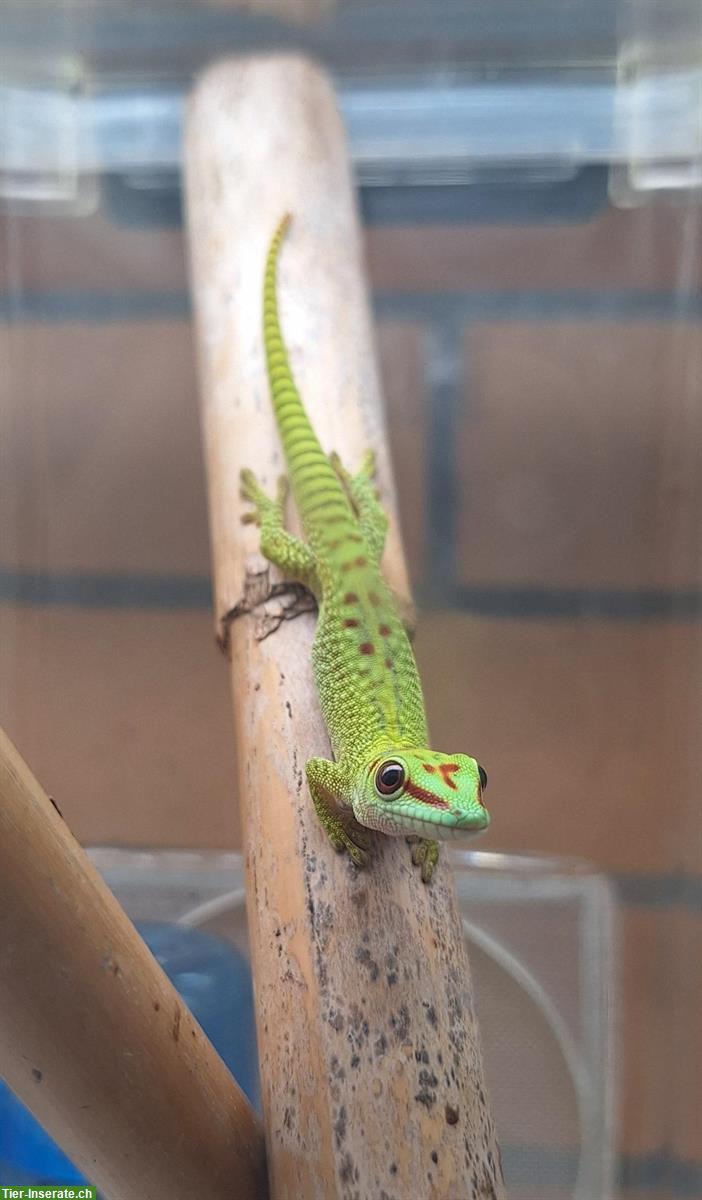 Bild 2: Junge Phelsuma grandis, Grosser Madagaskar-Taggecko