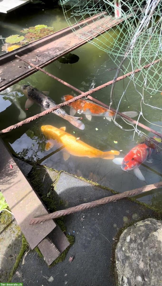 5 Koi-Karpfen über 60cm