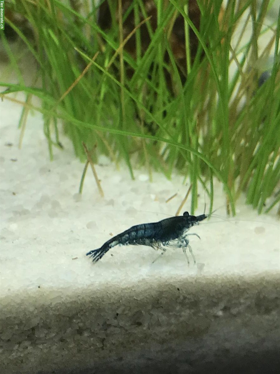 Bild 3: Neocaridina davidi blue dream Garnelen