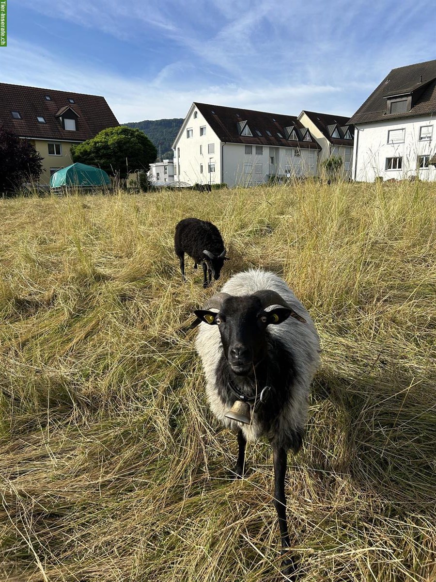 Bild 4: Heidschnucken Auen sowie Lämmer w/m