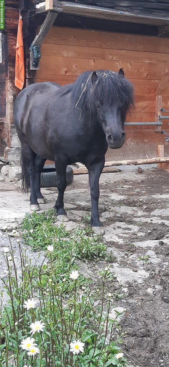 2 Shetty Stuten einzeln oder zusammen