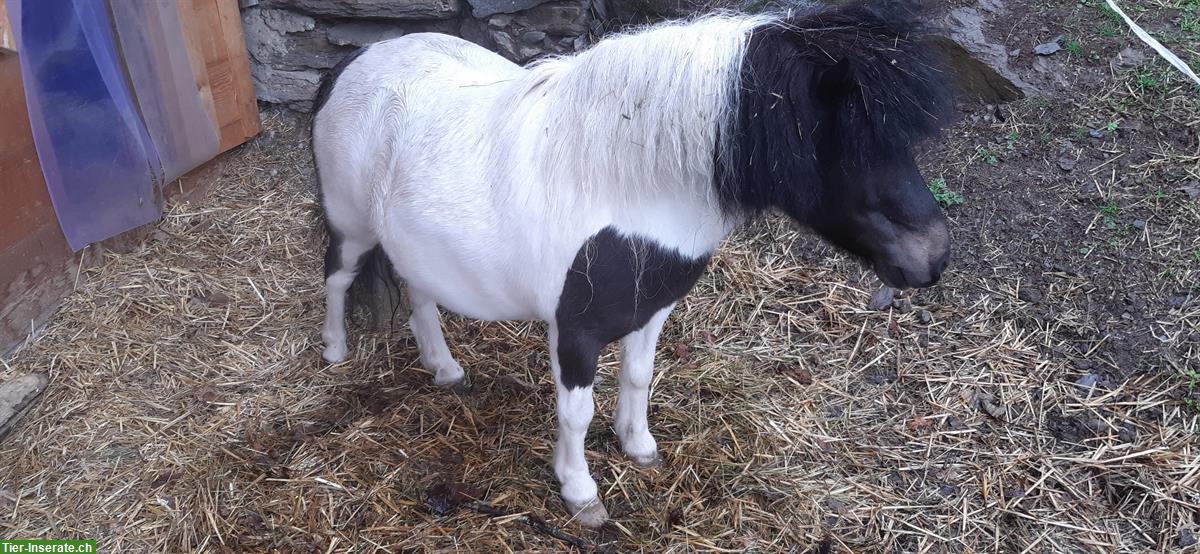 Bild 2: 2 Shetty Stuten einzeln oder zusammen