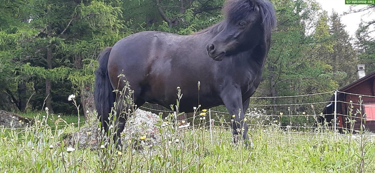 Bild 3: 2 Shetty Stuten einzeln oder zusammen