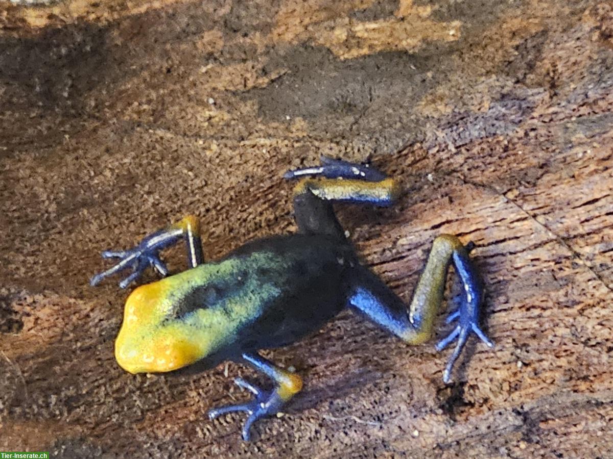 0.0.7 Dendrobates tinctorius «Tumucumaque»