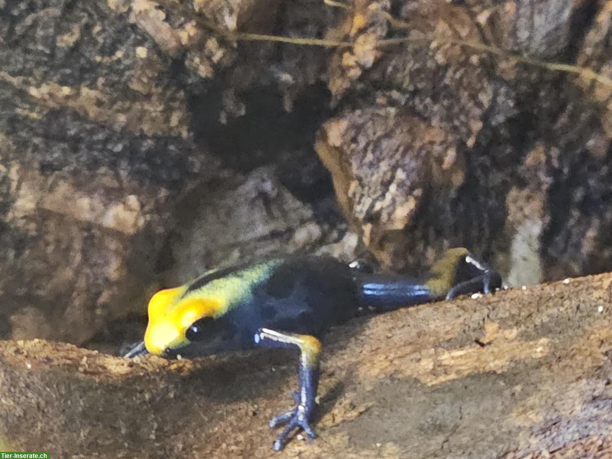 Bild 2: 0.0.7 Dendrobates tinctorius «Tumucumaque»