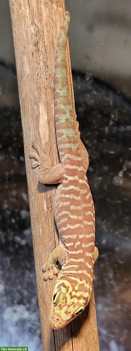 0.0.2 Phelsuma standingi, Querstreifen-Taggecko