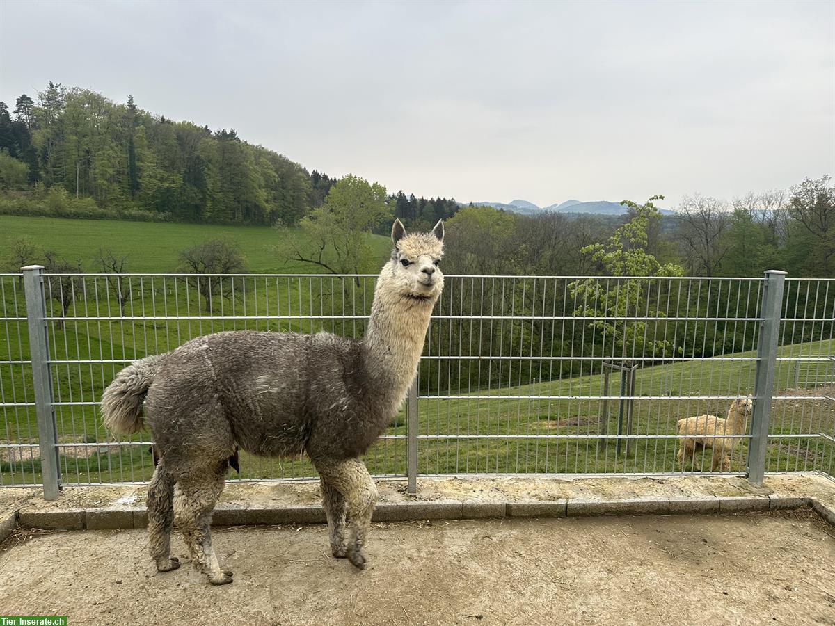 Alpakas abzugeben, im Herdbuch registriert