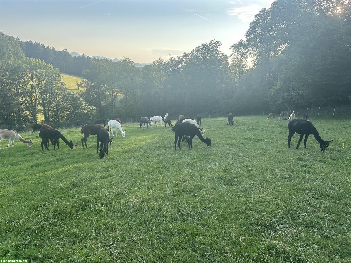 Bild 2: Alpakas abzugeben, im Herdbuch registriert