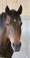 Reitbeteiligung auf Natural Horsemanship ausgebildeten Stute