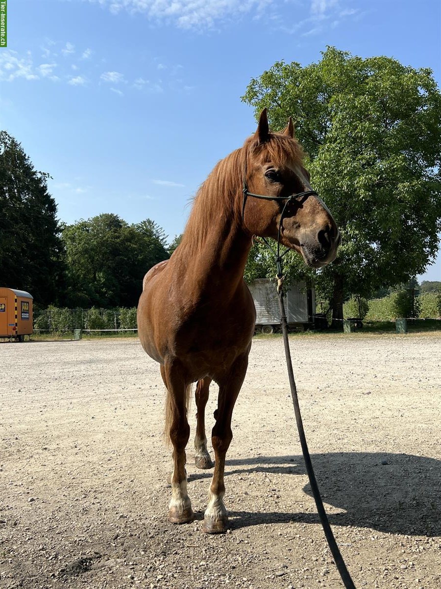 Reitbeteiligung auf ausgebildeten Horsemanship Wallach