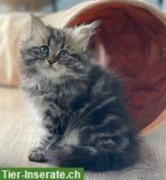 Wunderschöne Sibirer Kätzchen in liebe Familien abzugeben