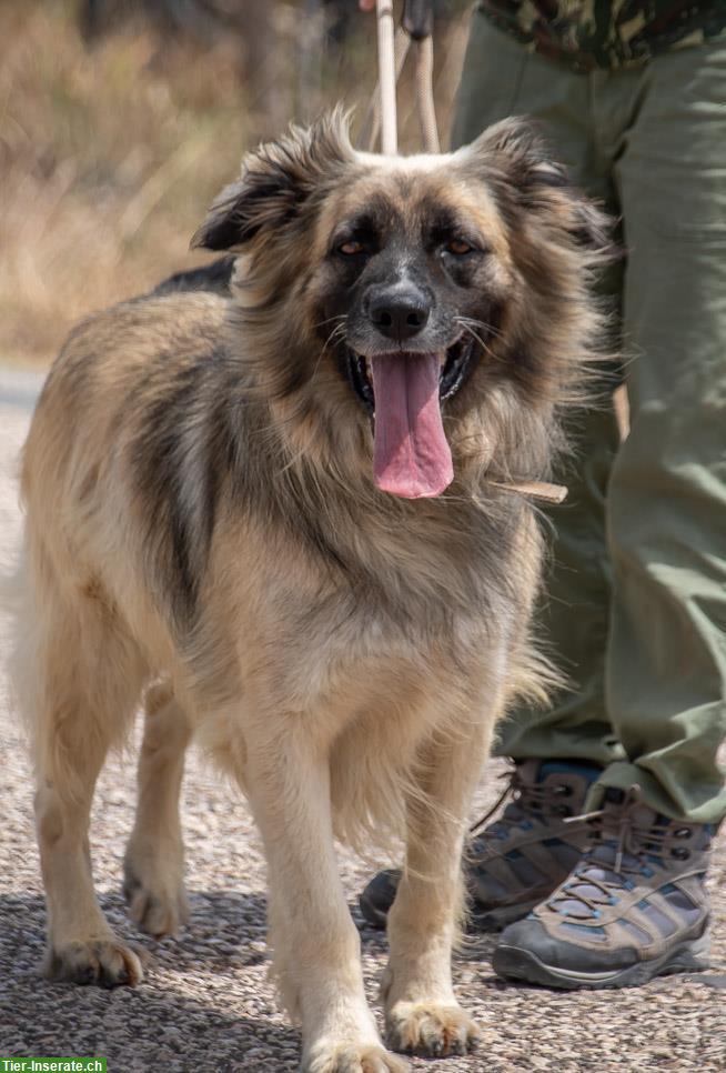 Bild 2: Mischlingsrüde Manixe, ein liebenswerter Powerhund!