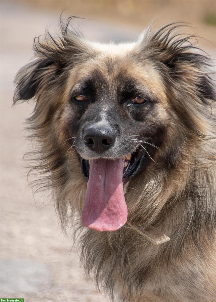 Bild 3: Mischlingsrüde Manixe, ein liebenswerter Powerhund!