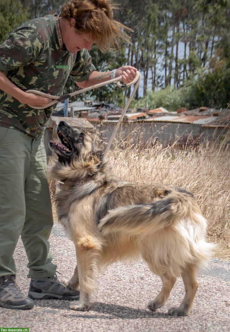 Bild 4: Mischlingsrüde Manixe, ein liebenswerter Powerhund!